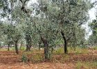 The Olive Grove.jpg